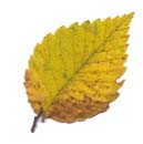 fall leaf  identification