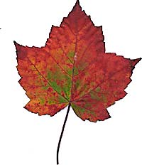VT foliage leaf - Sugarmaple