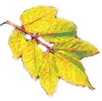 VT foliage leaf - White Ash