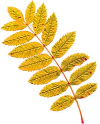 VT foliage leaf -Mountain Ash