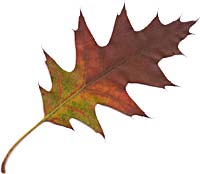 VT foliage leaf- northern Red Oak