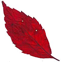 VT foliage leaf - Pincherry